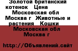 Золотой британский котенок › Цена ­ 20 000 - Московская обл., Москва г. Животные и растения » Кошки   . Московская обл.,Москва г.